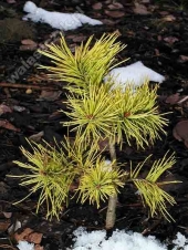 Pinus sylvestris 'Aurea Nisbeth' 